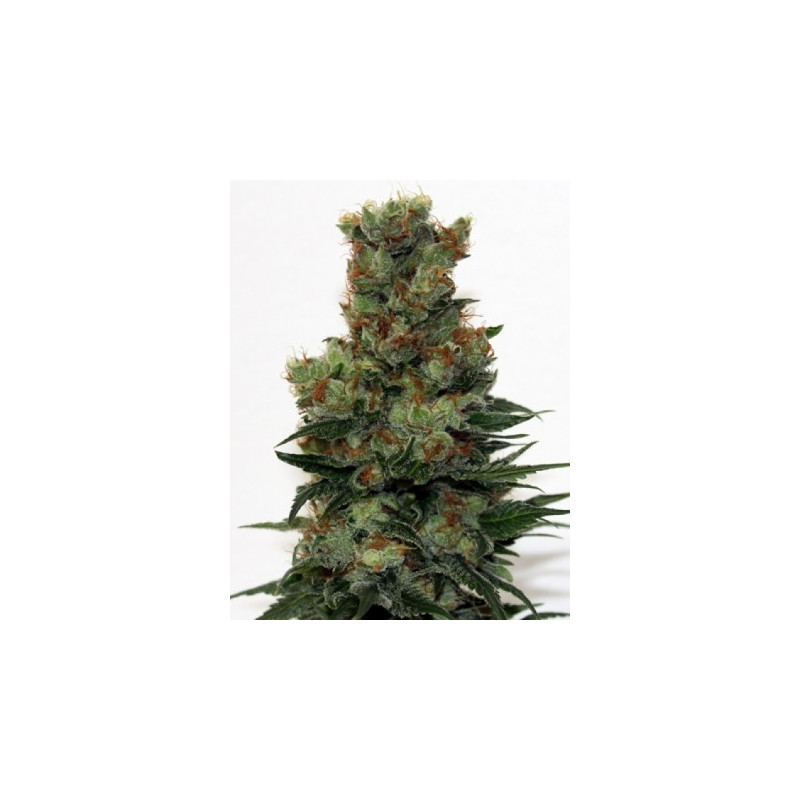Ripper badazz ripper seeds Ripper badazz ripper seeds
