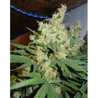 NL5 x Haze Mr Nice - Régulières