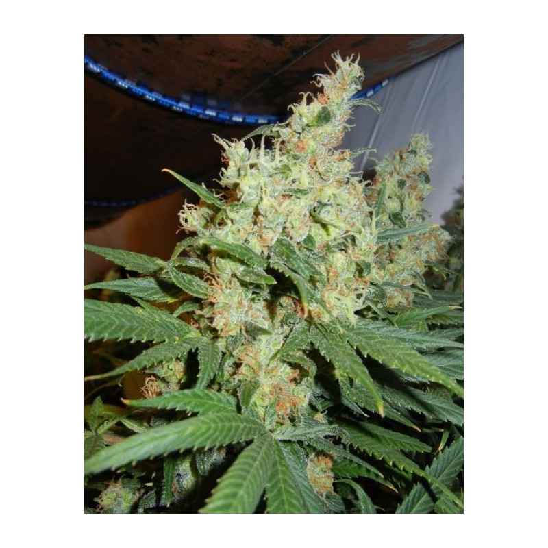 NL5 x Haze Mr Nice - Régulières