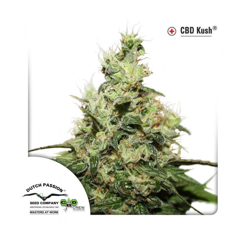 CBD kush dutch passion féminisée CBD kush dutch passion féminisée