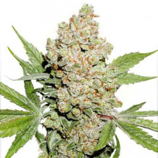 Auto lemon zkittle dutch passion