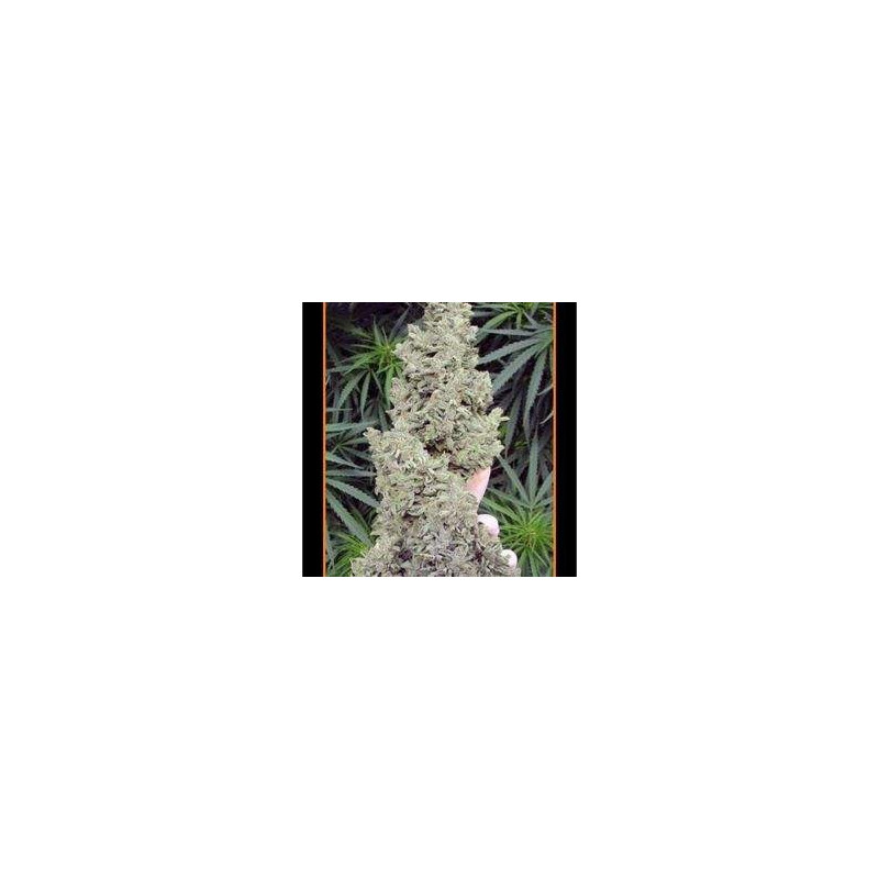 Ripley's OG Mephisto Genetics