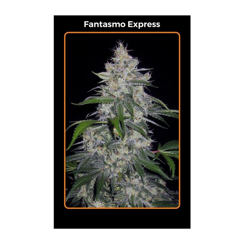 Fantasmo Express Mephisto Genetics Fantasmo Express Mephisto Genetics