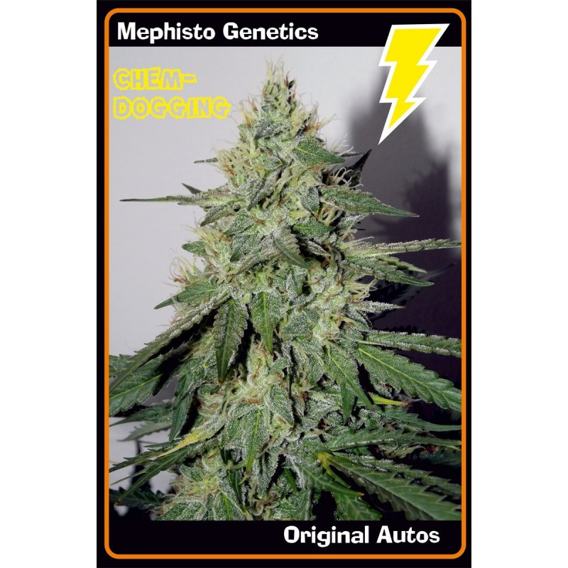 Chemdogging Mephisto Genetics Chemdogging Mephisto Genetics