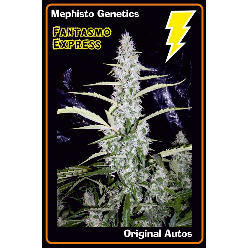 Fantasmo Express Mephisto Genetics Fantasmo Express Mephisto Genetics