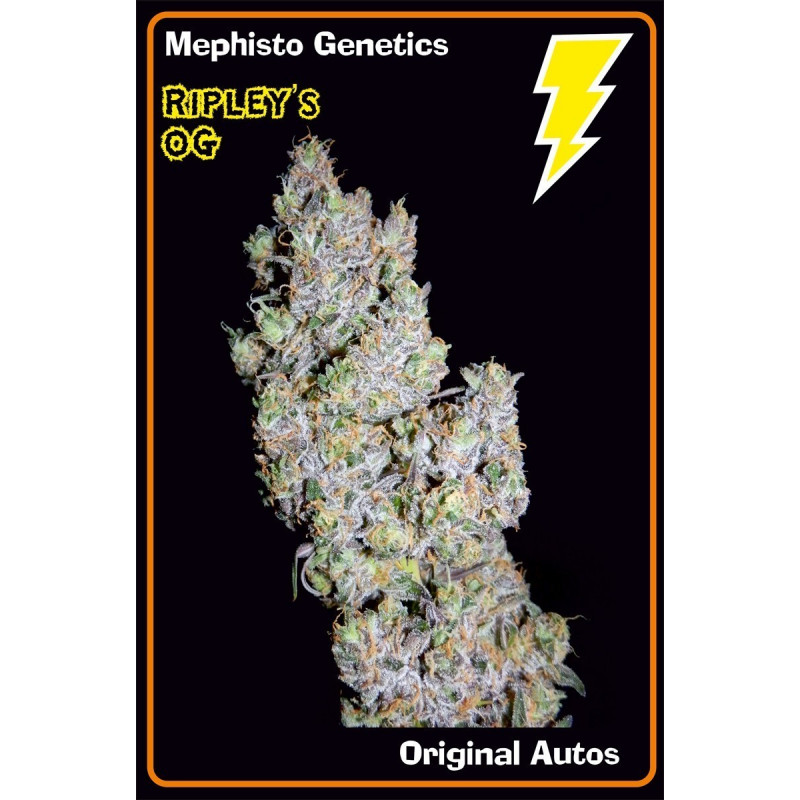 Ripley's OG Mephisto Genetics