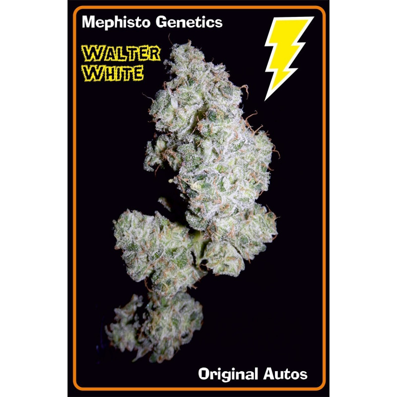 Walter white Mephisto Genetics Walter white Mephisto Genetics