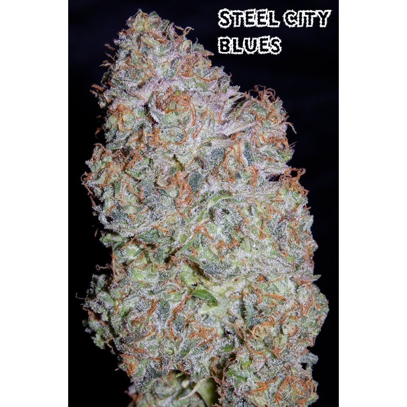 Auto blues Mephisto Genetics Auto blues Mephisto Genetics