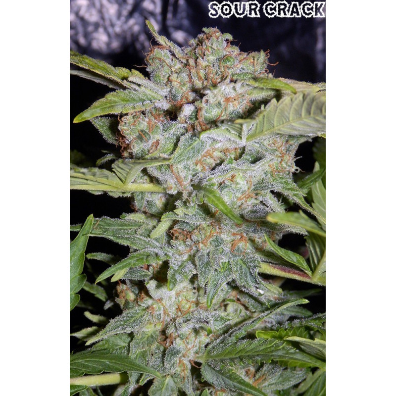Sour crack Mephisto Genetics Sour crack Mephisto Genetics
