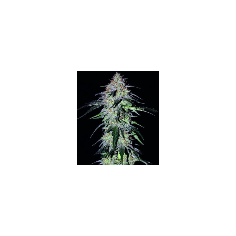 Sour hound F2 Mephisto Genetics Sour hound F2 Mephisto Genetics