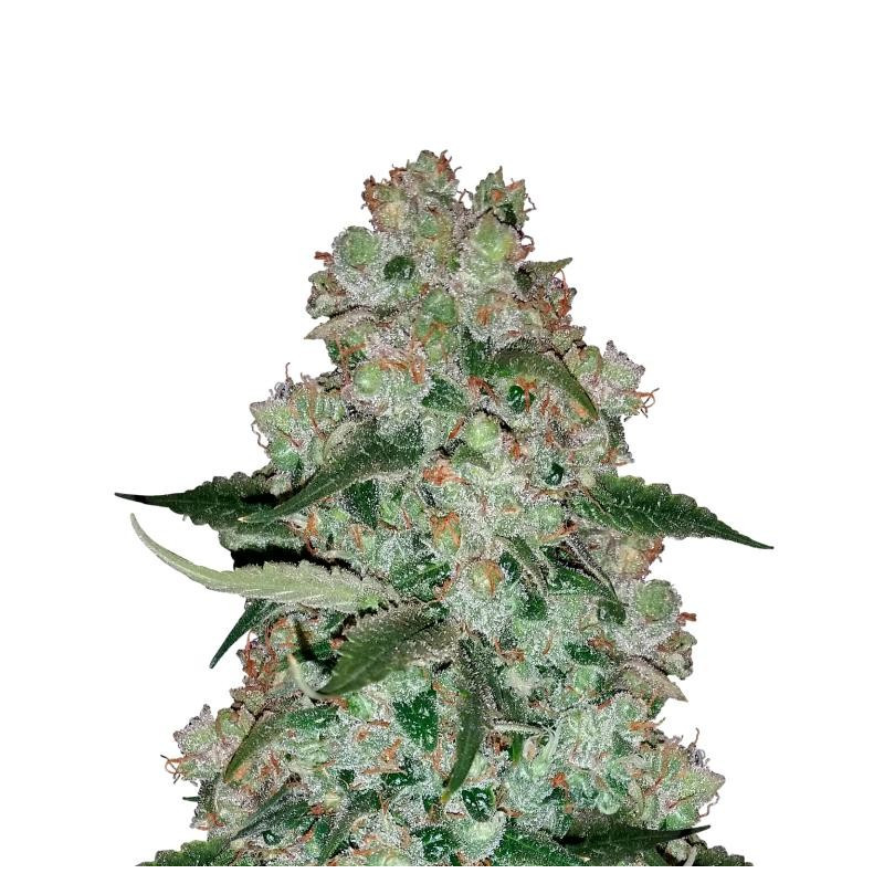 Fantasmo Express Mephisto Genetics Fantasmo Express Mephisto Genetics