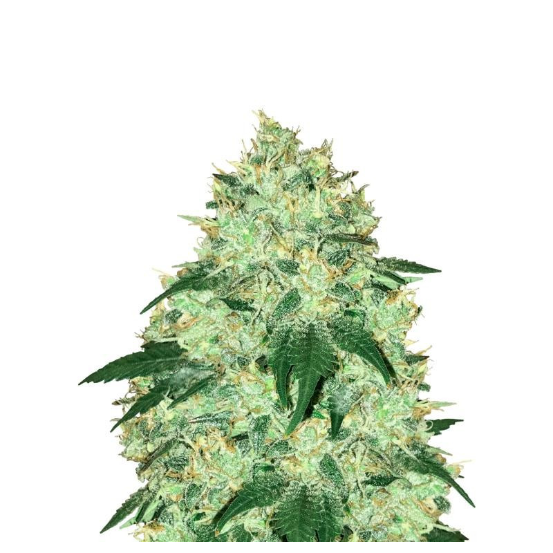 Chemdogging Mephisto Genetics Chemdogging Mephisto Genetics
