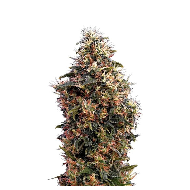 Chemdogging Mephisto Genetics Chemdogging Mephisto Genetics
