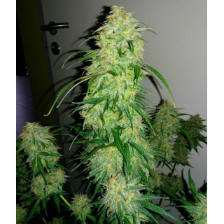 Chemdogging Mephisto Genetics