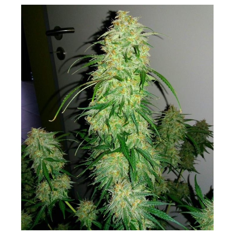 Chemdogging Mephisto Genetics Chemdogging Mephisto Genetics