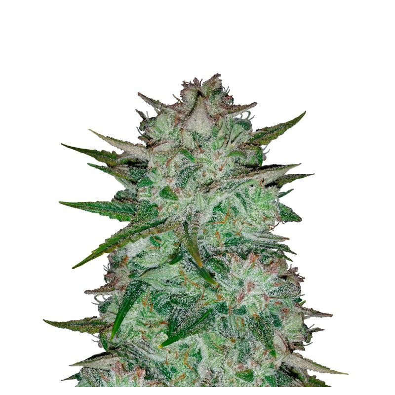 Walter white Mephisto Genetics Walter white Mephisto Genetics