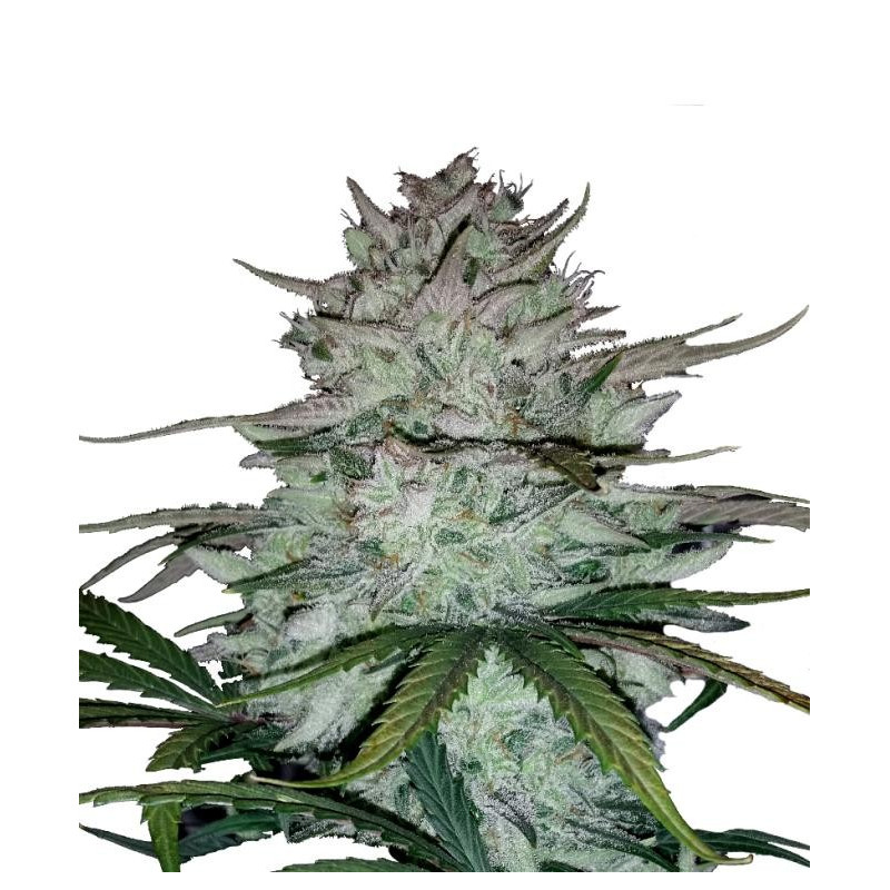Walter white Mephisto Genetics Walter white Mephisto Genetics