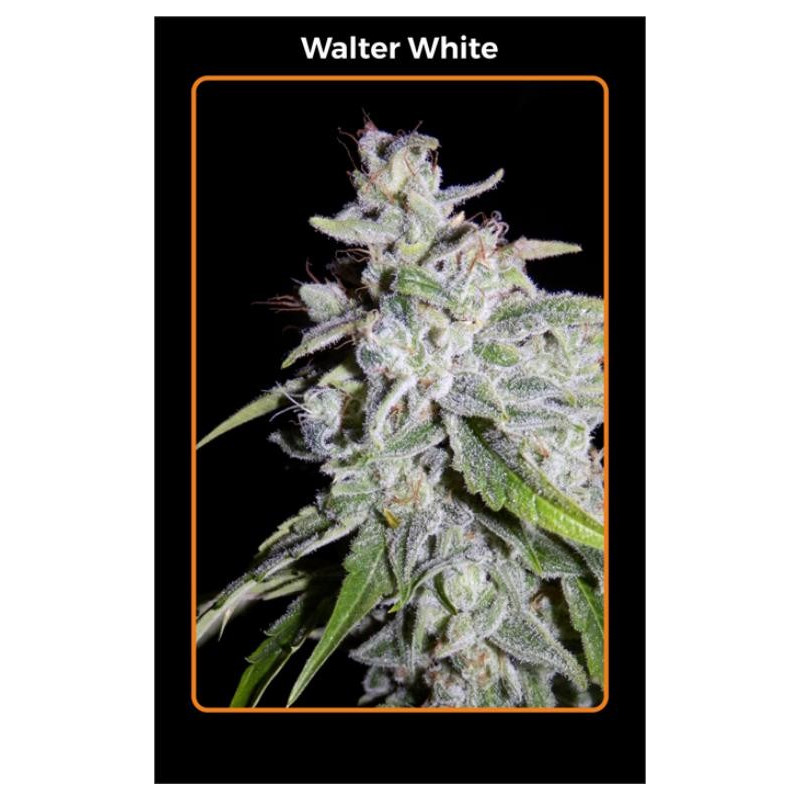 Walter white Mephisto Genetics Walter white Mephisto Genetics