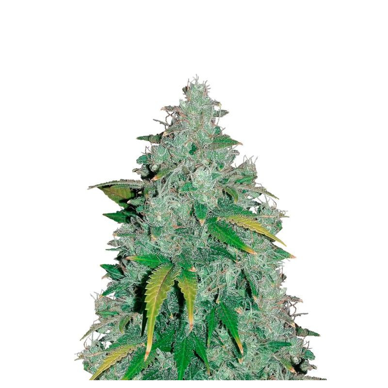 Hubbabubbasmelloscope - Mephisto Hubbabubbasmelloscope - Mephisto