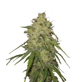 Hubbabubbasmelloscope - Mephisto