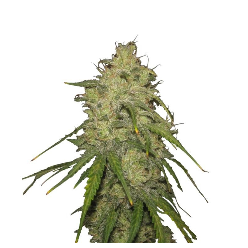 Hubbabubbasmelloscope - Mephisto Hubbabubbasmelloscope - Mephisto