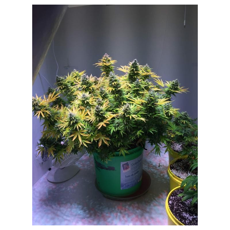 Hubbabubbasmelloscope - Mephisto Hubbabubbasmelloscope - Mephisto