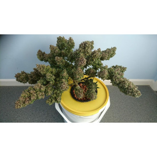 Hubbabubbasmelloscope - Mephisto