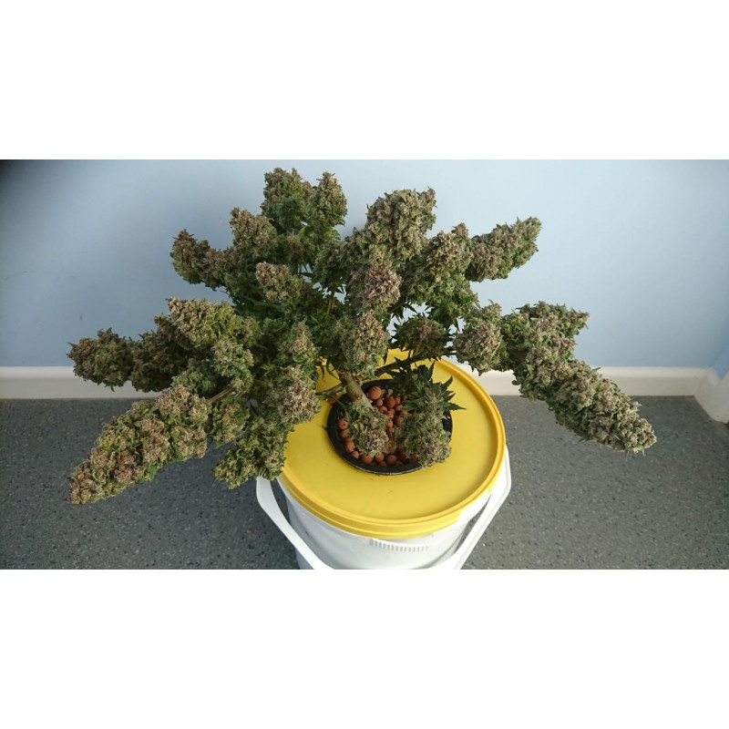 Hubbabubbasmelloscope - Mephisto Hubbabubbasmelloscope - Mephisto