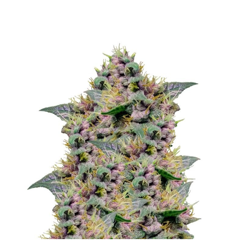 Auto blues Mephisto Genetics Auto blues Mephisto Genetics