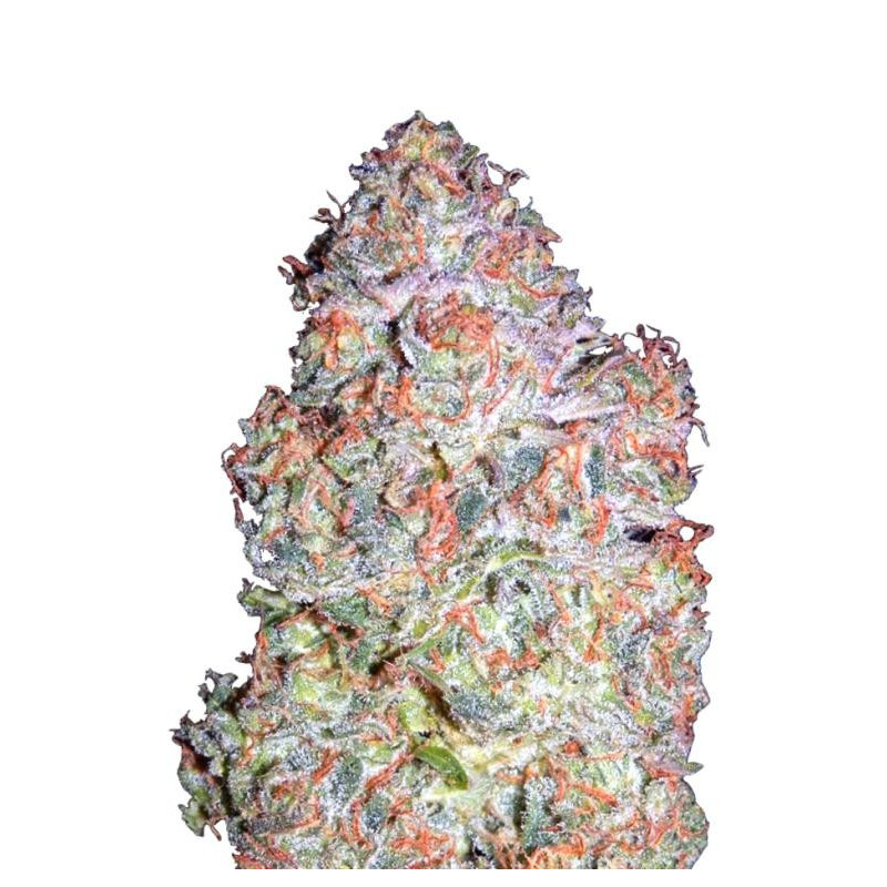 Auto blues Mephisto Genetics Auto blues Mephisto Genetics