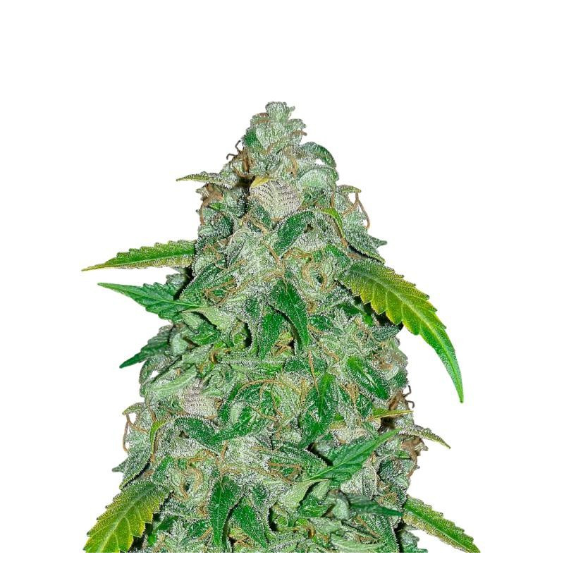 SODK auto - Mephisto genetics SODK auto - Mephisto genetics