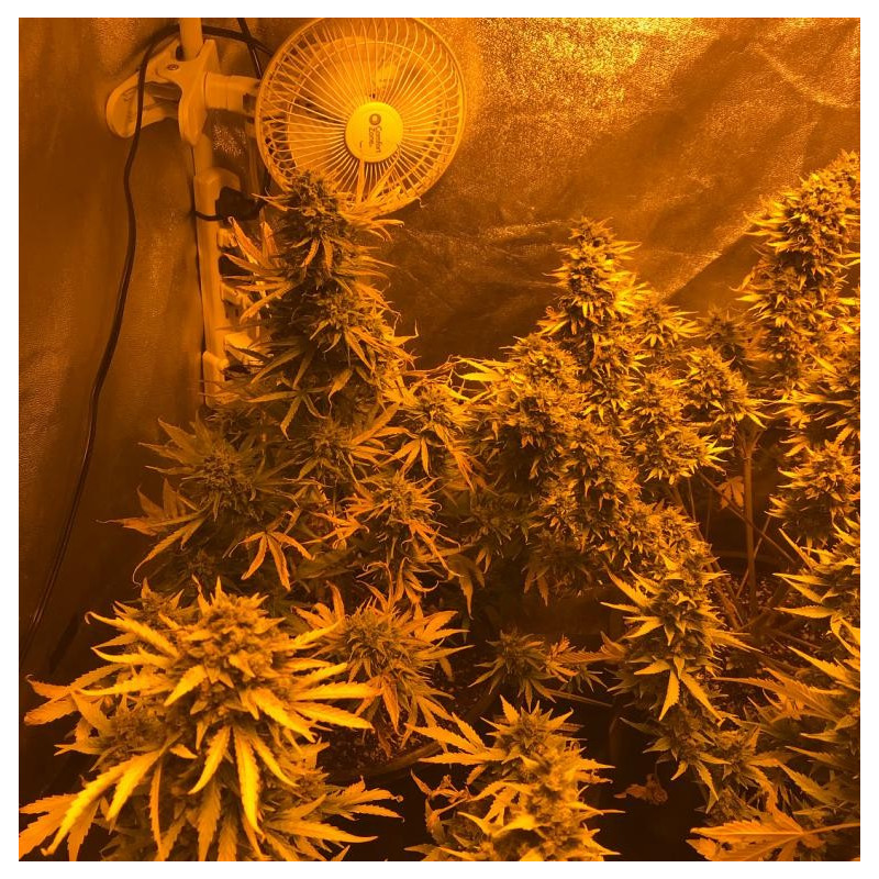 SODK auto - Mephisto genetics SODK auto - Mephisto genetics