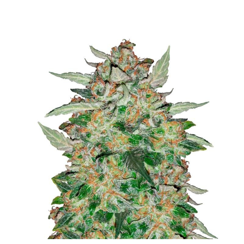 Sour Blues Mephisto Genetics Sour Blues Mephisto Genetics