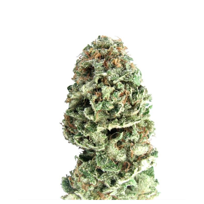 Sour Blues Mephisto Genetics Sour Blues Mephisto Genetics