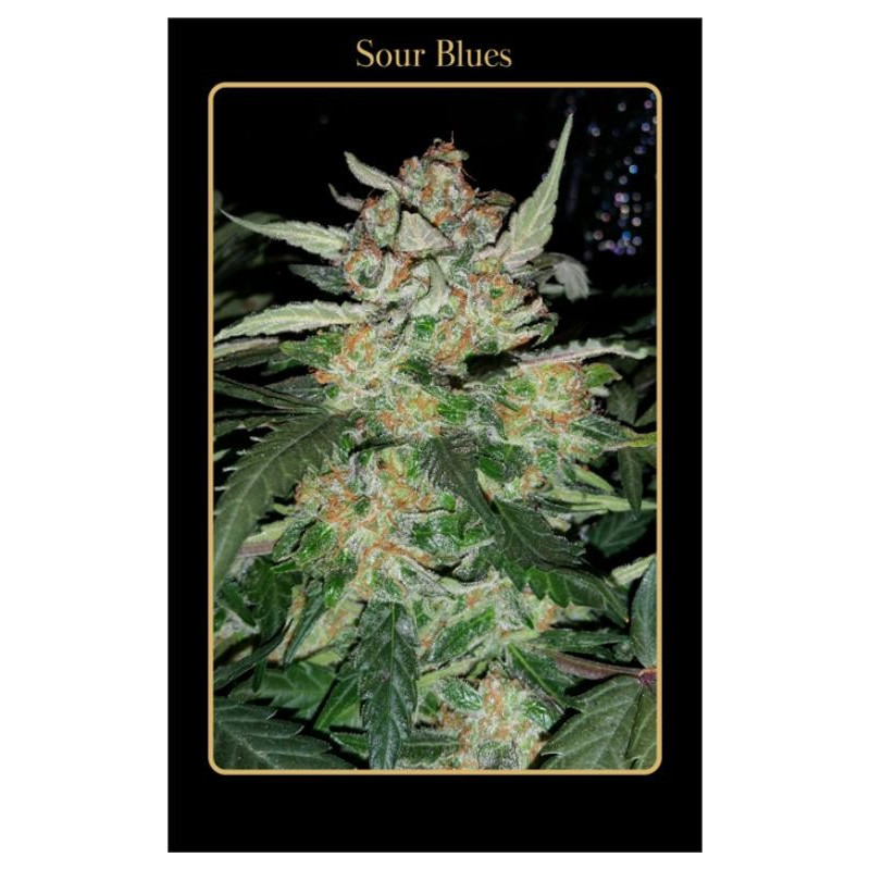 Sour Blues Mephisto Genetics Sour Blues Mephisto Genetics