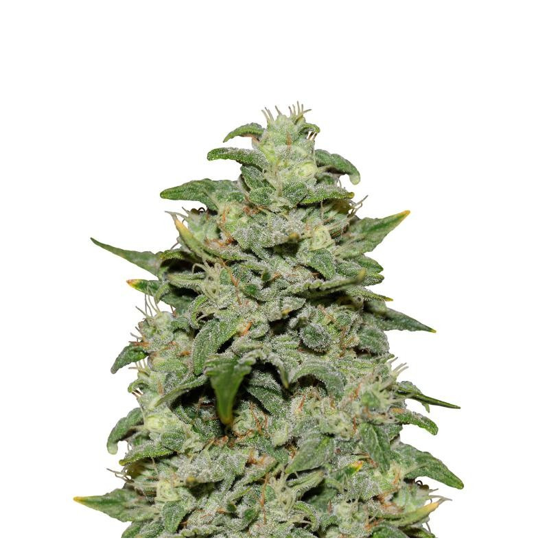 Sour crack Mephisto Genetics Sour crack Mephisto Genetics