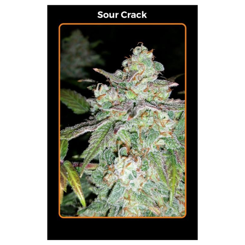 Sour crack Mephisto Genetics Sour crack Mephisto Genetics