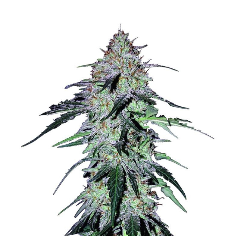 Sour hound F2 Mephisto Genetics Sour hound F2 Mephisto Genetics