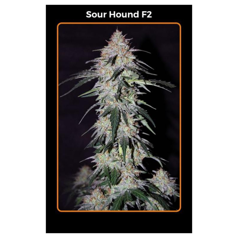 Sour hound F2 Mephisto Genetics Sour hound F2 Mephisto Genetics
