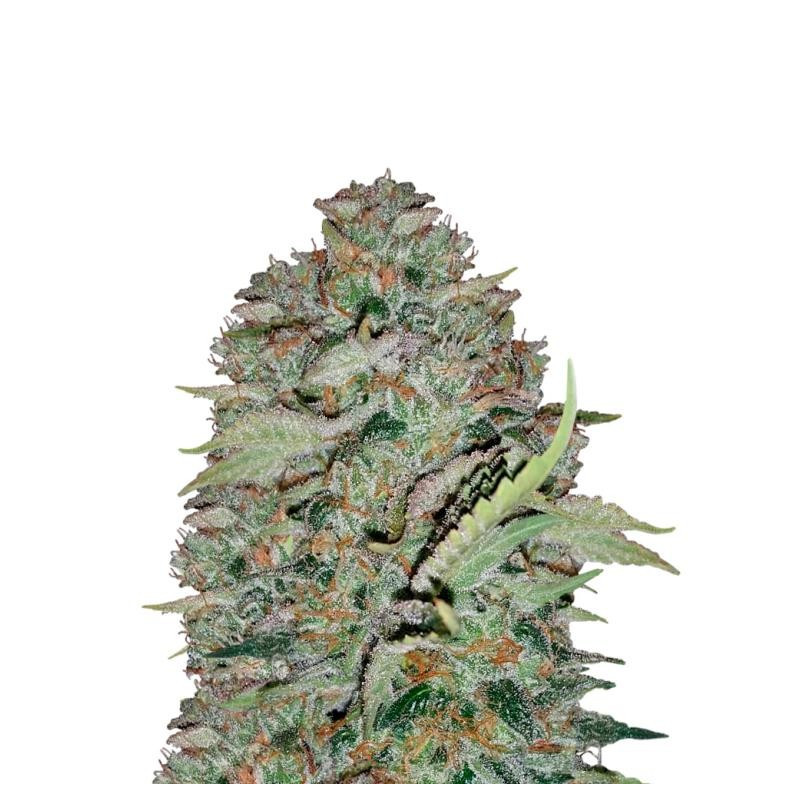The white train Mephisto Genetics The white train Mephisto Genetics
