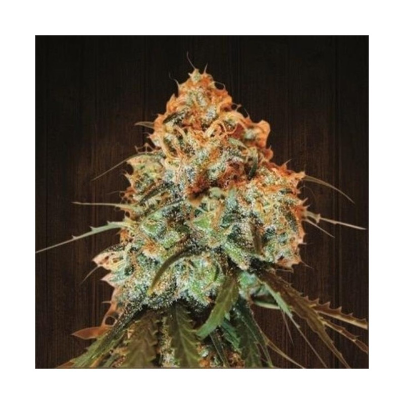 Golden Tiger Fem - Ace Seeds Golden Tiger Fem - Ace Seeds