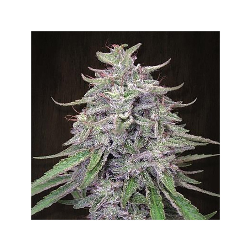 Bangi Haze féminisée - Ace Seeds Bangi Haze féminisée - Ace Seeds