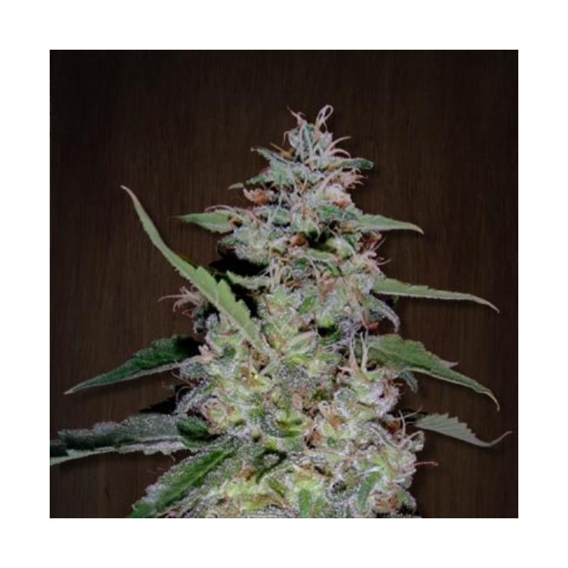 China Yunnan féminisée - Ace Seeds China Yunnan féminisée - Ace Seeds