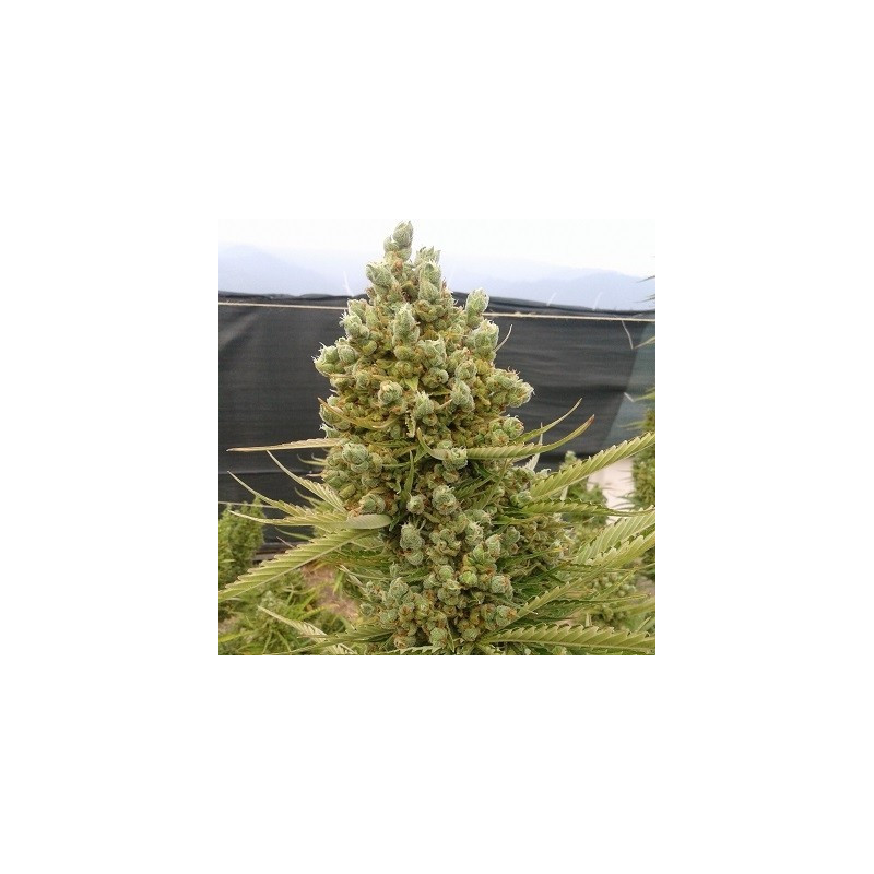 Auto malawi x northern lights - Ace Seeds Auto malawi x northern lights - Ace Seeds