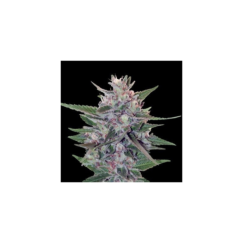 Hashplant S1 - Ace Seeds féminisée Hashplant S1 - Ace Seeds féminisée