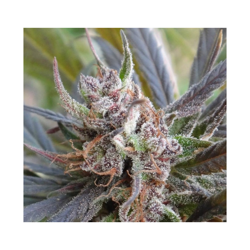 Haze x kali china féminisée - Ace Seeds Haze x kali china féminisée - Ace Seeds