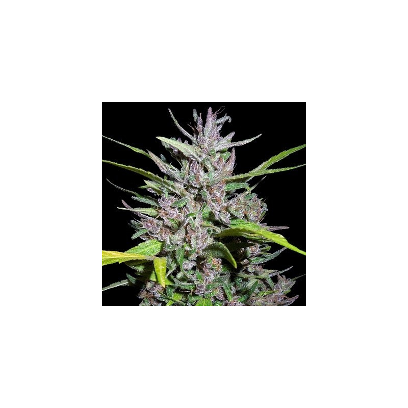 Honduras x Panama Ace Seeds - féminisée Honduras x Panama Ace Seeds - féminisée