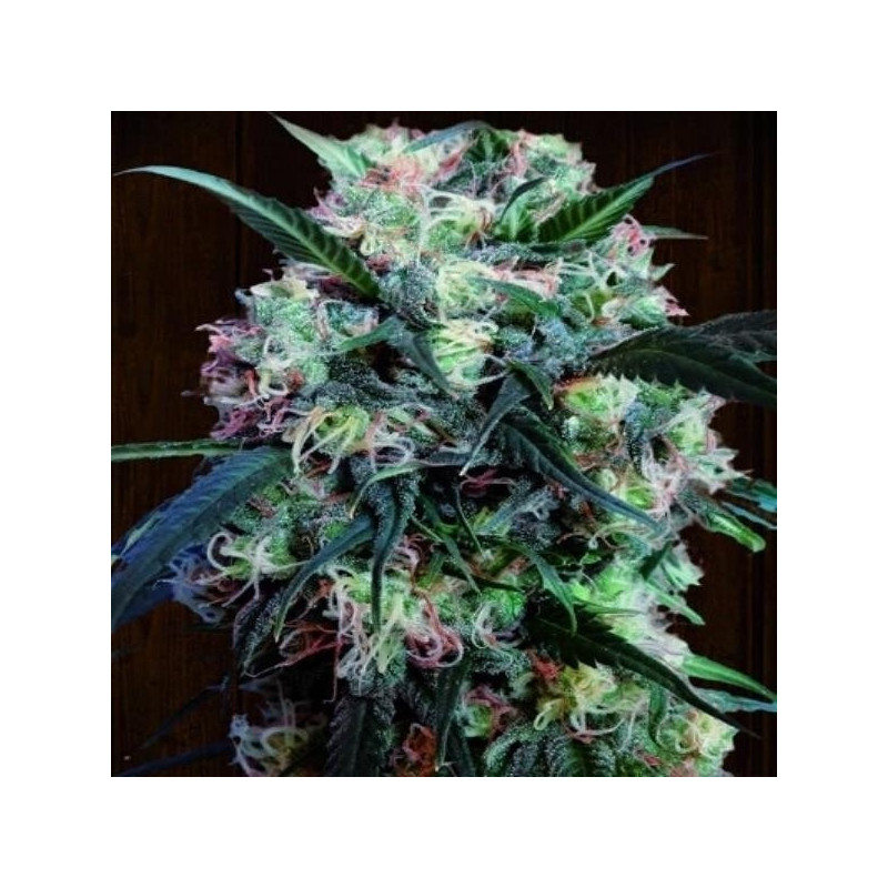 Kali China féminisée - Ace Seeds Kali China féminisée - Ace Seeds