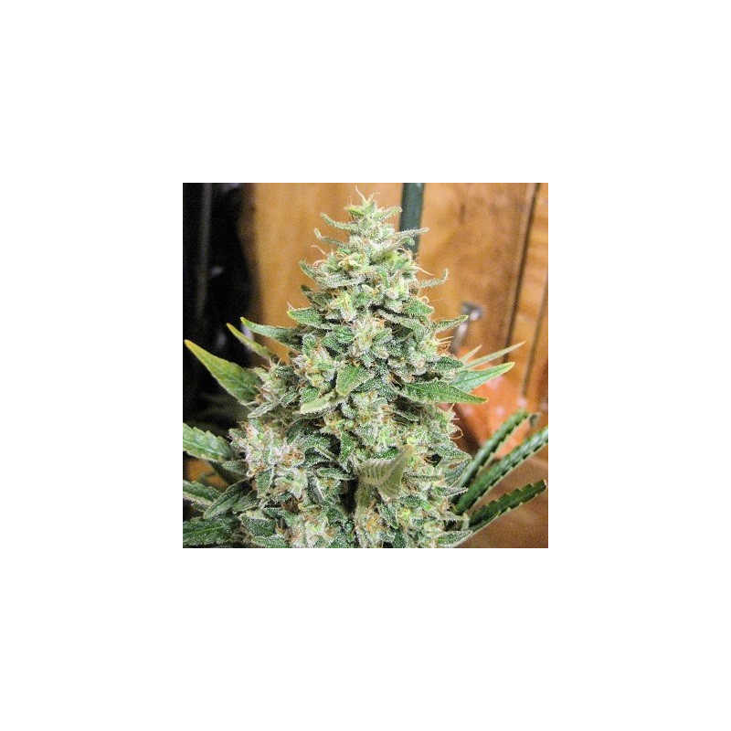 Malawi x Panama féminisée - Ace Seeds Malawi x Panama féminisée - Ace Seeds