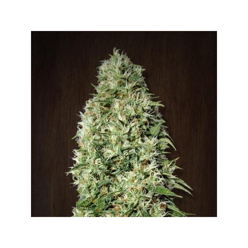 Orient Express féminisée Ace Seeds Orient Express féminisée Ace Seeds